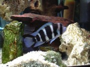 Cyphotilapia frontosa bl... Frontosa Blue Zaire Moba