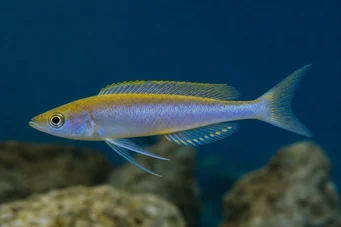 Cyprichromis leptosoma Cyprichromis Leptosom