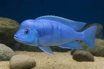 Cyrtocara moorii (Haplo blau)