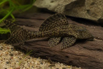 Dekeyseria brachyura