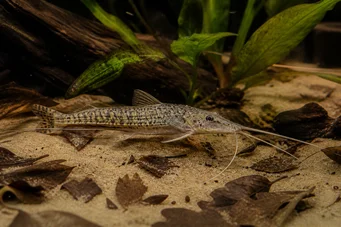 Dianema longibarbis Bullauge Wels