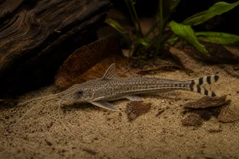 Dianema urostriata Gestreift