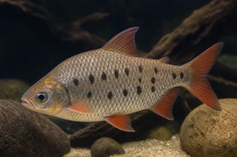 Distichodus decemmaculatus Zwerg distichodus
