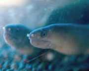 Echidna rhodochilus Süßwasserwand