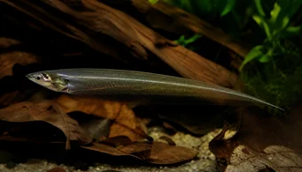Eigenmannia virescens Glasmesser Fisch