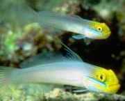 Eleotrides strigatus Silky Gobia Blue Wangen