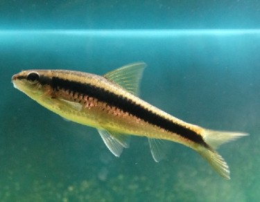 Epalzeorhynchus siamensi... Siamese Lenkradfuchs, Ha...