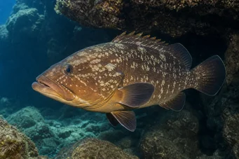 Epinephelus marginatus Zackenbarsch