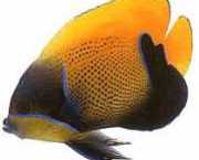 Euxiphipops navarchus Japanische Veranstaltung