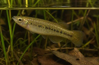 Fundulus chrysotus Killi mit goldenen Ohren