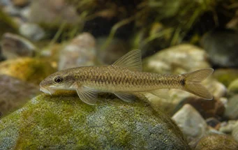 Garra cambodgiesis Pièrres lick