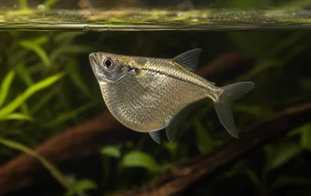 Gasteropelecus sternicla Silber