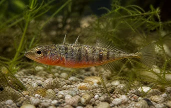 Gasterosteus aculeatus Drei -Thoroughbred -Epinoche