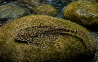 Gastromyzon punctulatus Unterbrochen Loch