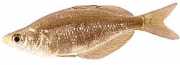 Glossolepis incisus Neuguinea Regenbogenfisc...