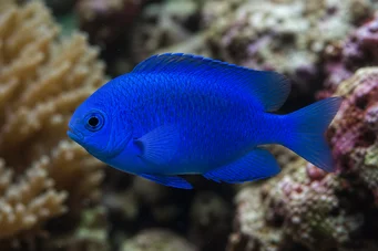 Glyphidodontops cyaneus