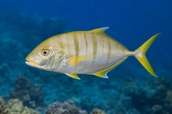 Gnathanodon speciosus Kammerdiener