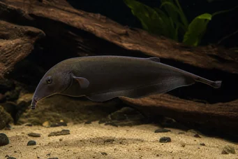 Gnathonemus petersi Elefantenfisch