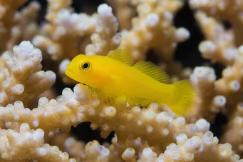Gobiodon citrinus Zitronengobie