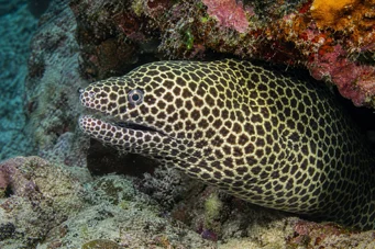 Gymnothorax favagineus Leopardenwand