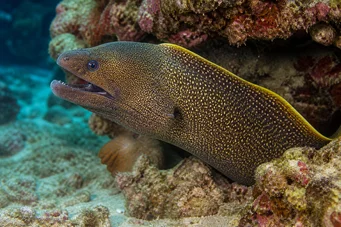 Gymnothorax flavimarginatus Gelbe Kantenwand