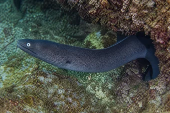 Gymnothorax monochrous Graue Wand