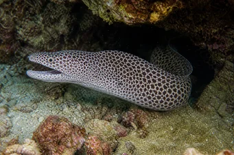 Gymnothorax rueppelliae Gelbes Kopfteil