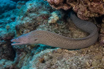 Gymnothorax undulatus Wellenmauer