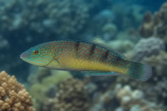 Halichoeres sp Halichoeres sp