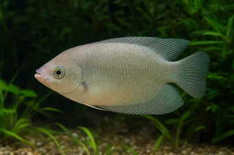 Helostoma temmincki Küssen - Gourami -Müdeschaft