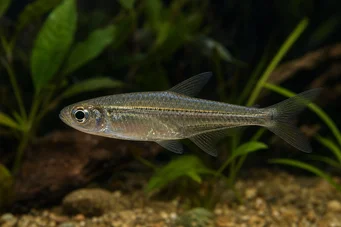 Hemigrammocharax lineostriatus Afrikanische Tetra-Flechette mit Linien