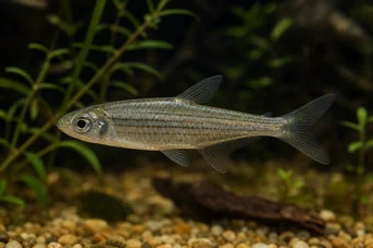 Hemigrammocharax multifasciatus Afrikanische karierte Tetrachette