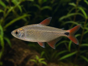 Hemigrammus caudovittatus