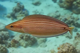 Hemipteronotus taeniourus Maskiertes Labre