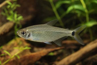 Hemigrammus caudovittatus / Hyphessobryc