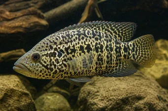 Heros managuense Cichlid von Managua