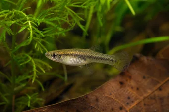 Heterandria formosa Mückenfisch