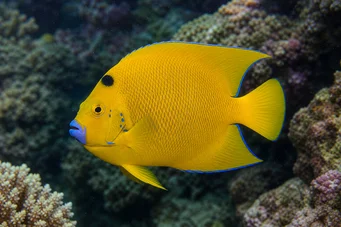 Holacanthus trimaculatus