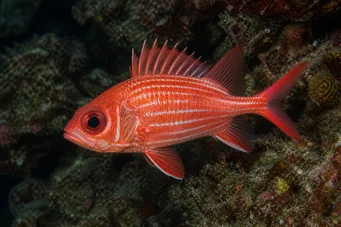 Holocentrus diadema (Wischte Soldat)