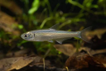 Holoshestes pequira Orangefarbener Fleck Tetra