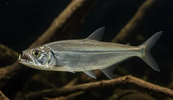 Hydrolycus scomberoides Tetra-Loup, Characin-Tigre