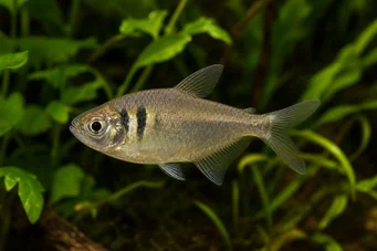 Hyphessobrycon bifasciatus Gelbe Tetra
