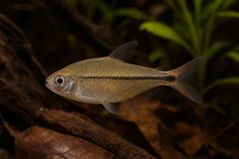 Hyphessobrycon copelandi Tetra de Copeland