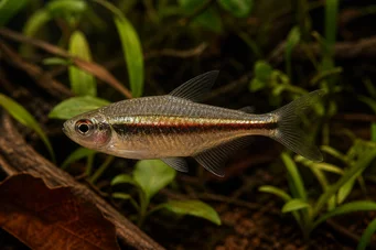 Hyphessobrycon heterorhabdus Belgische Flagge