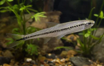 Iguanodectes spilurus (Tetra-Öl)