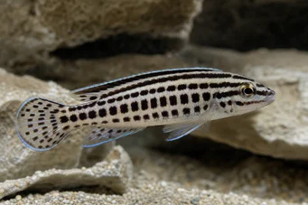 Julidochromis marlieri