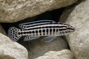 Julidochromis transcriptus Transkriptus