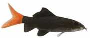Labeo bicolor Roter Schwanz