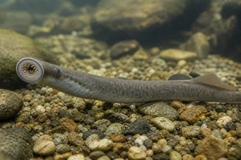 Lampetra fluviatilis Fluviallampe