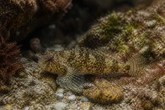 Lepadogaster candollei Stange